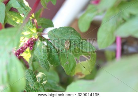 The Picture Shows A Harvestman In The Nature.