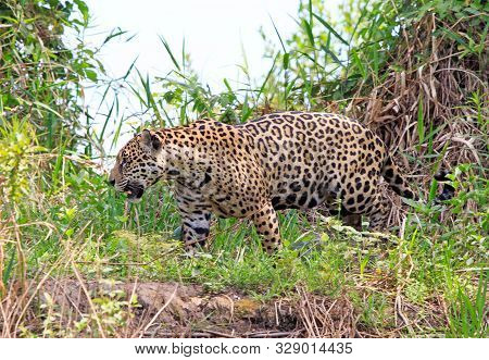Beautiful Side Profile Of A Full Bodied Jaguar (panthera Onca) Walking Along The Shoreline Of The Pa