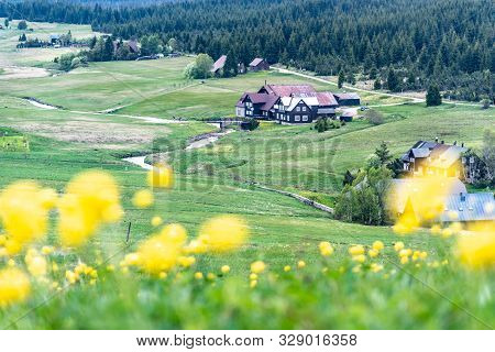 Meadow Of Yellow Globe-flowers, Trollius Europaeus In Jizerka Village, Czech Republic