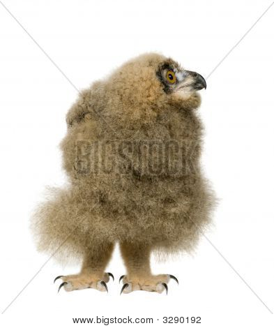 Puchacz - Bubo Bubo (6 tygodni)
