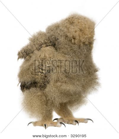 Puchacz - Bubo Bubo (6 tygodni)