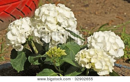 Et blomsterbed af foråret hvide blomster
