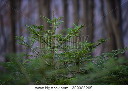Young Green Fir Tree Growing In The Park. Christmas Tree. Pine Tree Or Fir Tree. Postcard For Christ