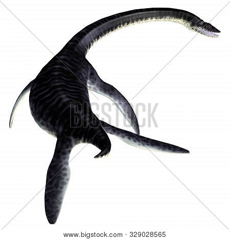 Plesiosaurus Reptile Tail 3d Illustration - Plesiosaurus Was A Carnivorous Marine Reptile That Lived