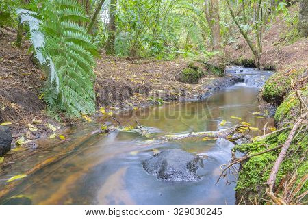 Small Flowing Stream Washing Leaves Along As It Flows Through New Zealand Bush.