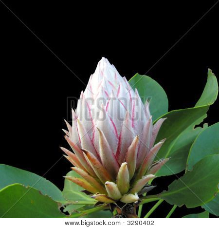 Lukkede kongen Protea