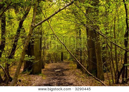 Forêt de mystère