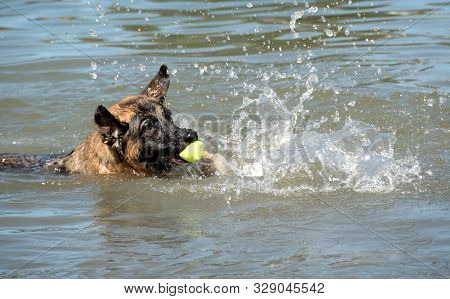 German Shepherd Dog With Funny Face And Ball Having Fun At Dog Swim At Howarth Park, Santa Rosa Cali