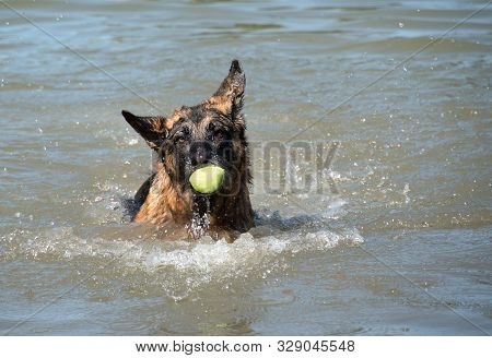 German Shepherd Dog Fun At Dog Swim At Howarth Park.