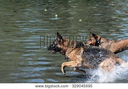 Wet German Shepherd Dog Runs With Another Dog In Water After Ball. Fun At Dog Swim At Howarth Park.