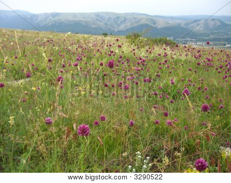 L'alpeggio di fioritura. Primavera.