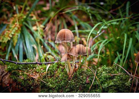 A Group Of Small Toadstool Mushrooms In A Forest Close-up. Poisonous Toadstool Mushrooms. Danger To 