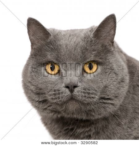 Chartreux