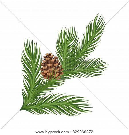 Lush Larch Branch With A Ripe Brown Cone. Vector Illustration.
