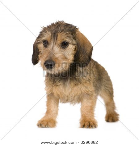 Dachshund
