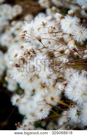 The Meadow Flower Bloomed In Autumn And Opened Its Seeds