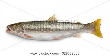 Side view of fresh kundzha whitespotted char isolated on white