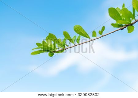Green Leaves Of The Calabash Tree On Blue Sky Background