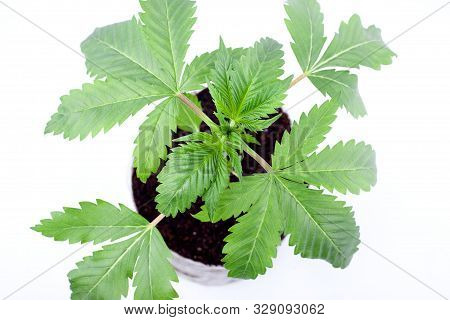 Young Medicinal Marijuana Plant In A Pot With Earthen Soil  And Green Leaves On White Background,ind