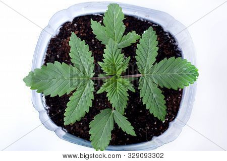 Young Medicinal Marijuana Plant In A Pot With Earthen Soil  And Green Leaves On White Background,ind