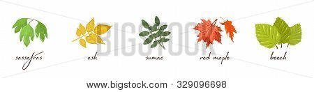 Vector Set With Lettering And Vector Icons Of Sassafras, Ash, Sumac, Maple, Beech. Autumn Sale Desig