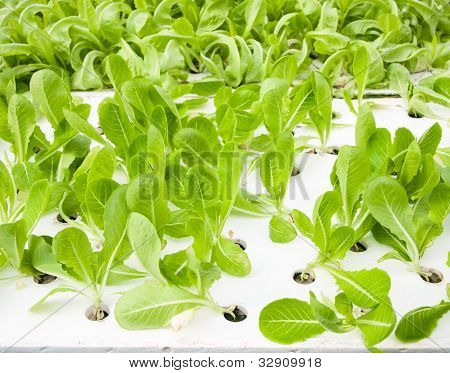 Verde Hydrophonic