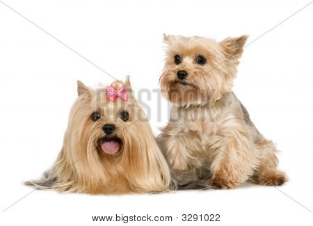 Couple d'Yorkshire Terrier