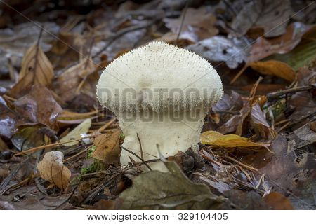 White Lycoperdon Perlatum On The Forest Floor With Autumnal Foliage