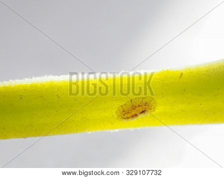 Scale Insects Pest. The Growth Stage Of Imago. Close Up.