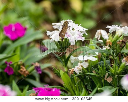 A Common Straight Swift Butterfly, Parnara Guttata, Feed On Nectar From Flowers In A Japanese Flower