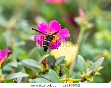 A Japanese Species Of Parancistrocerus Potter Wasp Feeds From Flowers In A Garden In Tachikawa, Japa