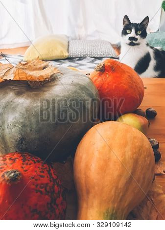 Cute Cat Sitting At Wooden Table With Pumpkins, Autumn Leaves, Apples, Pears, Corn, Nuts And Chestnu