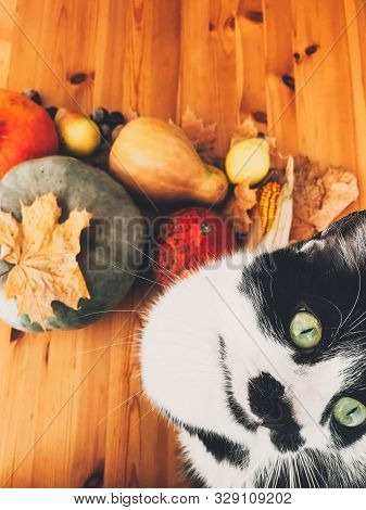 Cute Cat Sitting On Wooden Table With Pumpkins, Autumn Leaves, Apples, Pears, Corn, Nuts And Chestnu