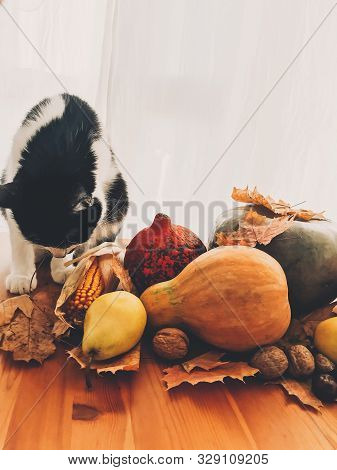 Cute Cat Sitting On Wooden Table With Pumpkins, Autumn Leaves, Apples, Pears, Corn, Nuts And Chestnu