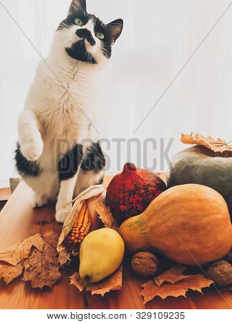 Cute Cat Playing On Wooden Table With Pumpkins, Autumn Leaves, Apples, Pears, Corn, Nuts And Chestnu