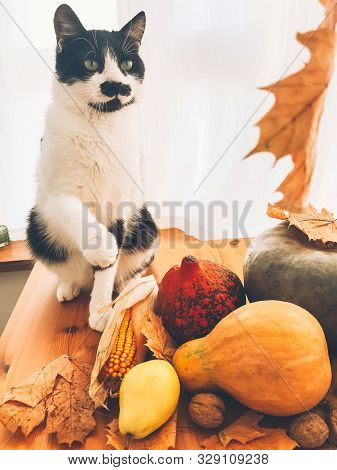 Cute Cat Playing On Wooden Table With Pumpkins, Autumn Leaves, Apples, Pears, Corn, Nuts And Chestnu