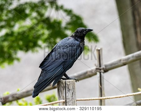 A Japanese Large-billed Crow, Corvus Macrorhynchos Japonensis, Perched On A Historic Style Fence Pos