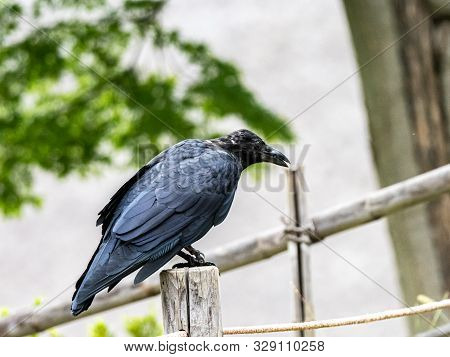 A Japanese Large-billed Crow, Corvus Macrorhynchos Japonensis, Perched On A Historic Style Fence Pos