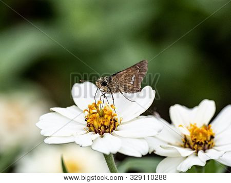 A Common Straight Swift Butterfly, Parnara Guttata, Feed On Nectar From Flowers In A Japanese Flower