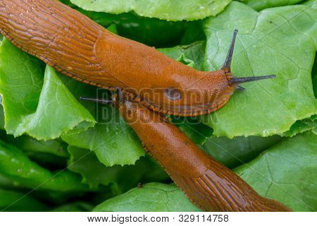 snail with lettuce green leaf