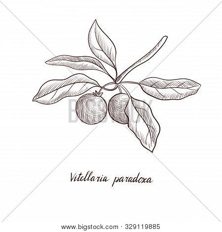 Vector Drawing Shea Tree Fruits , Vitellaria Paradoxa, Hand Drawn Illustration