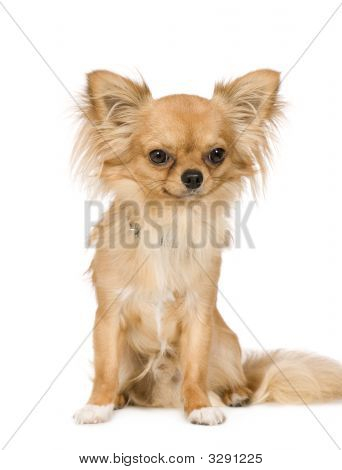Chihuahua (1 rok)