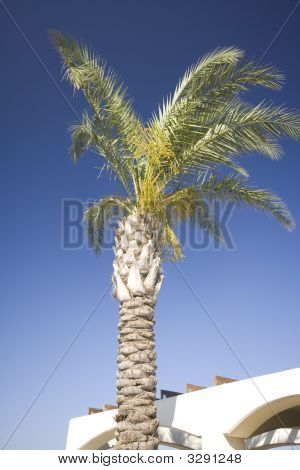 Palmtree