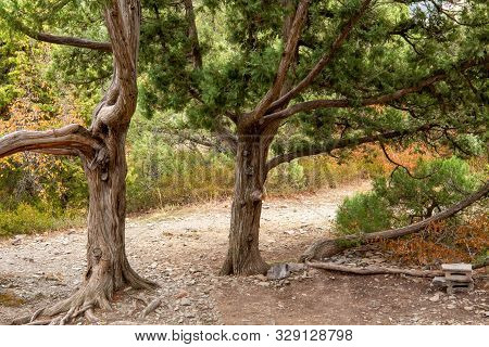 Juniper In The Reserve. Krasnodar Region. Anapa