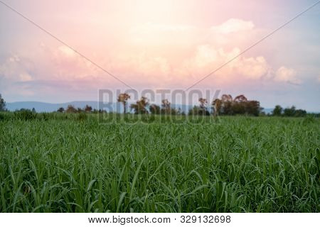 Landscape Green Sugar Farm With Thunder Storm