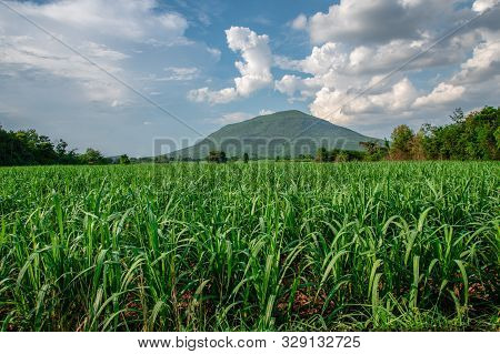 Sugar Farm Field With Blue Sky And Mountain