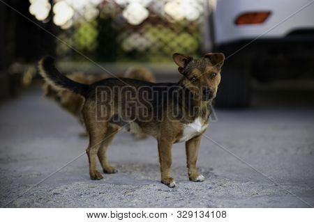 Cute Dog Caught By Dog Catchers Who Is Housed In A Cage At The Public Shelter Built By The Town Hall