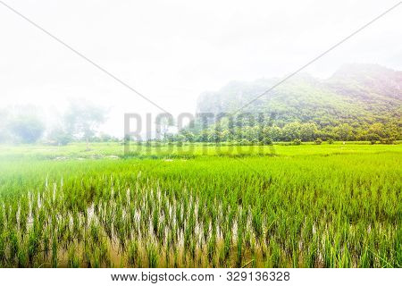 Rice Field With Many Fog