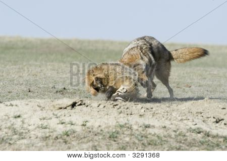 Badger และโคโยตี้