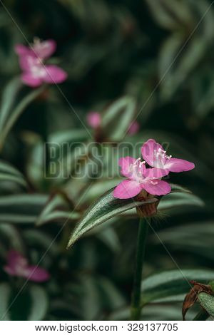 Close View Of Tradescantia Zebrina, Formerly Known As Zebrina Pendula In Botanical Garden.